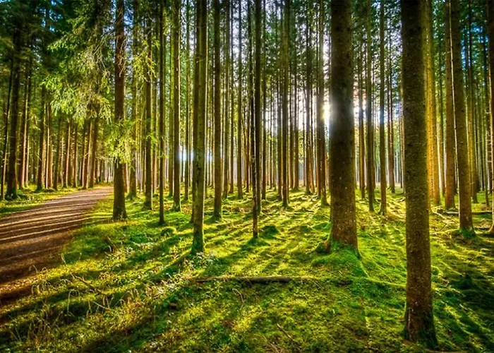 Casas Al Pie Del Arbol